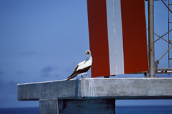An impressive Masked Booby (Sula dactylatra) on Eastern Island
