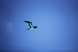 Fascinating Encounter with the Brown Booby on Midway Atoll