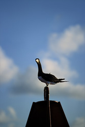 Brown Booby (Sula leucogaster) on a buoy