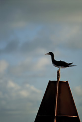 A Brown Booby (Sula leucogaster) savors the silence on a buoy in the ocean
