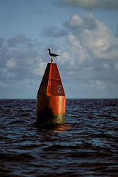 A fascinating Brown Booby (Sula leucogaster) perched on a vibrant red buoy against a breathtaking island backdrop