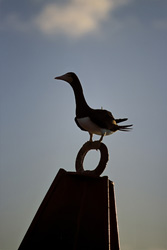 Far out at sea, a Brown Booby (Sula leucogaster) rests on the highest point of a buoy.