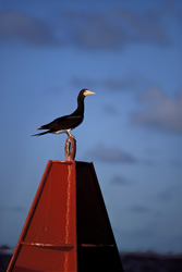 Before the Brown Booby (Sula leucogaster) flies to the island, it made a stopover on the buoy.