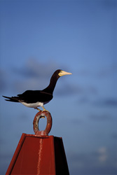 Brown Noddy