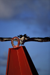 Brown Booby on a buoy