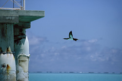 Flying Brown Booby (Sula leucogaster)