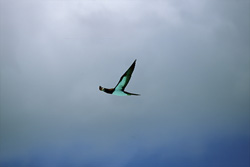 Experience the Majestic Flight Skills of the Brown Boobies on Midway Atoll