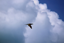 Flying Brown Booby (Sula leucogaster) at Midway Atoll in the Hawaiian Islands, USA