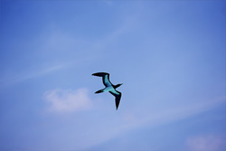 Brown Booby (Sula leucogaster) on Midway Atoll