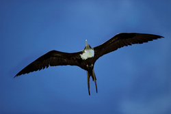 Discover more about the Great Frigatebird and its flying skills over the Pacific
