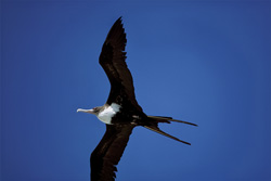 Great Frigatebirds (Fregata minor palmerstoni) - Masters of the Skies and Fearless Hunters of the Oceans