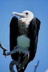 Lesser Frigatebird