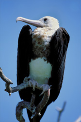 Great Frigatebird Resting on Eastern Island