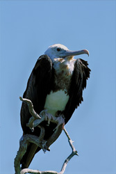 Great Frigatebird - A seabird with impressive flight skills