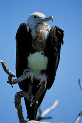 Fascinating Great Frigatebird on a dry branch