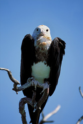 Fascinating Great Frigatebird on Eastern Island