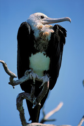 Discover the Fascinating Great Frigatebird on Eastern Island