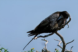Discover the Fascinating Great Frigatebird on Eastern Island