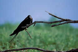 Discover the Impressive Great Frigatebird on Eastern Island