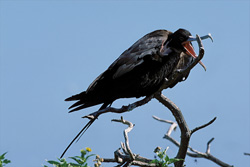 Witness the Fascinating Great Frigatebird on Eastern Island