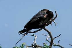 Discover the fascinating Great Frigatebird on Eastern Island