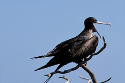 Discover the majestic Great Frigatebirds on Eastern Island