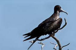 Discover the fascinating Great Frigatebird on Eastern Island