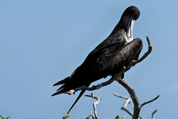 Fascinating Great Frigatebird on Eastern Island in Hawaii