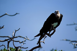 Impressive Great Frigatebird on Eastern Island
