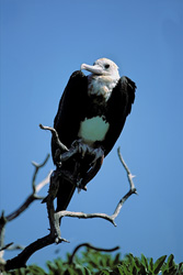 Discover the Fascinating Great Frigatebird on Eastern Island