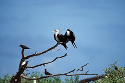 Explore the fascinating world of Great frigatebirds and Brown Noddys on Eastern Island
