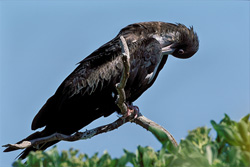 Fascinating Great Frigatebird on Eastern Island in the Hawaiian Islands