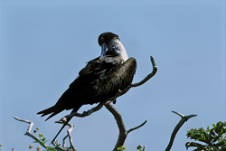 Experience the Majestic Beauty of the Great Frigatebird on Eastern Island
