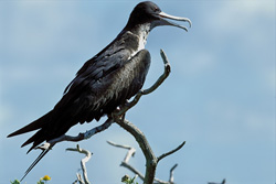 Explore the Beauty of the Great Frigatebird on Eastern Island