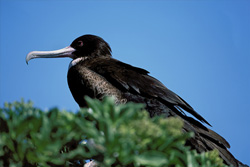 Fascinating Great Frigatebird on Eastern Island