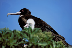 Discover the Fascinating Great Frigatebirds on Eastern Island