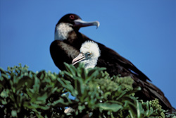 Great Frigatebird and Red-footed Booby Chick on Eastern Island - Fascinating Insights into the World of Seabirds