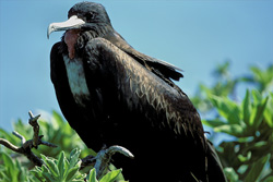 Discover Majestic Great Frigatebirds on Eastern Island