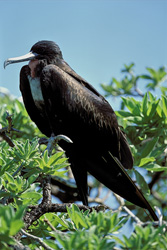 Spectacular shot of a Great Frigatebird on Midway Island, Hawaii