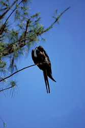 Impressive Great Frigatebird on Eastern Island