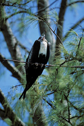 Majestic Great Frigatebird on Eastern Island