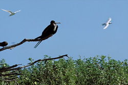 Experience the Majestic Beauty of the Great Frigatebird in the Wild