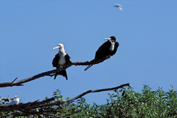 Explore the Beauty and Grace of the Great Frigatebird in the Hawaiian Islands