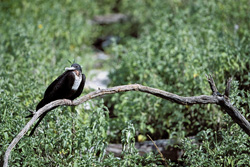 Witness the Majestic Great Frigatebird on Eastern Island