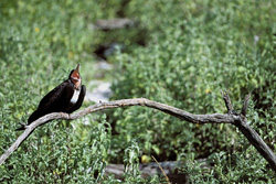 Impressive Great Frigatebird on Eastern Island