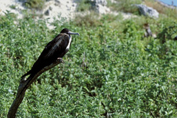 Discover the Fascinating Great Frigatebird on Midway Island, Hawaii