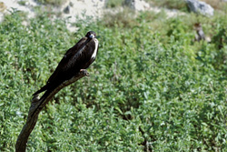 Great Frigatebird - Majestic Seabird of the Hawaiian Islands