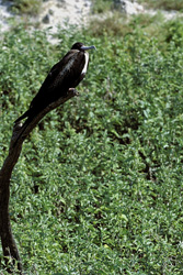 Discover the Fascinating Great Frigatebird on Eastern Island