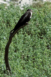 Discover the beauty of the Great Frigatebird on a peaceful oasis
