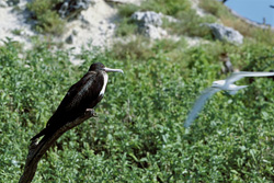 Fascinating Great Frigatebird - Master Flyers of the Seas on Eastern Island